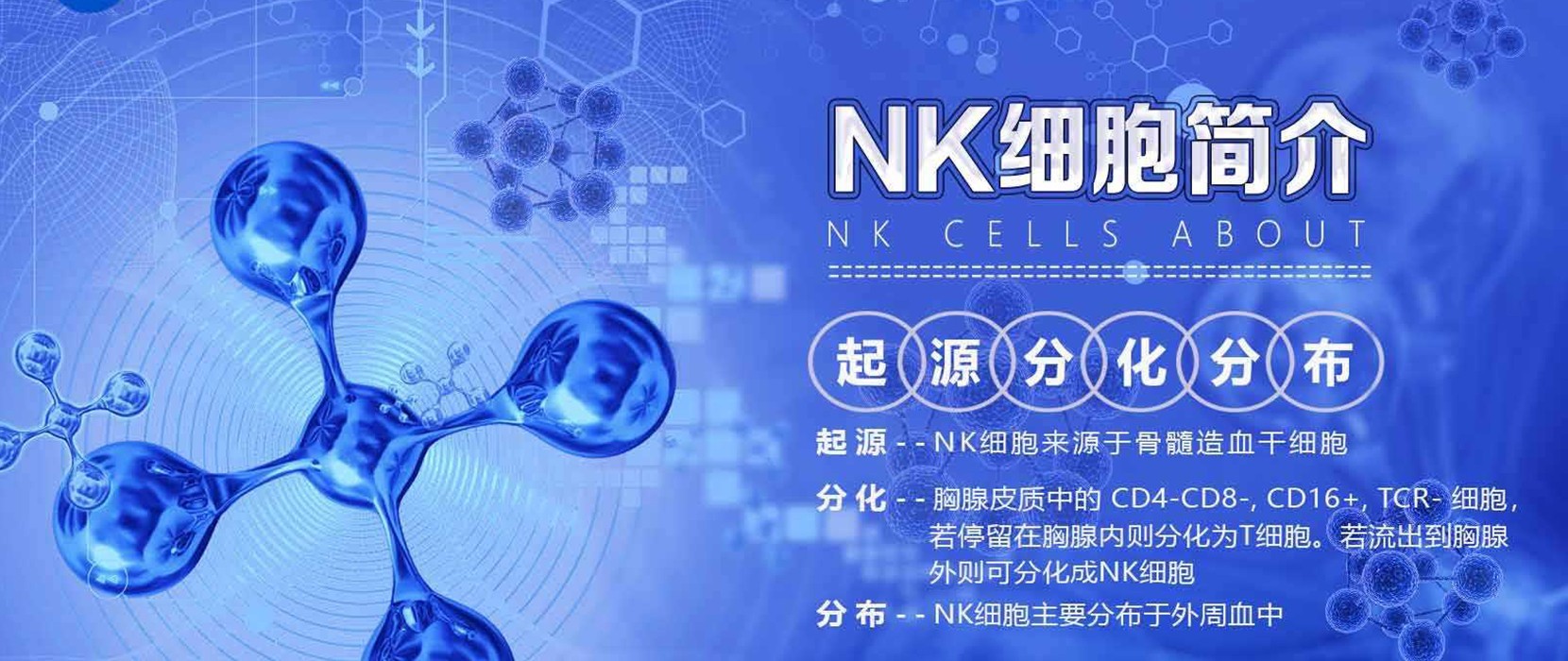 NK细胞免疫治疗