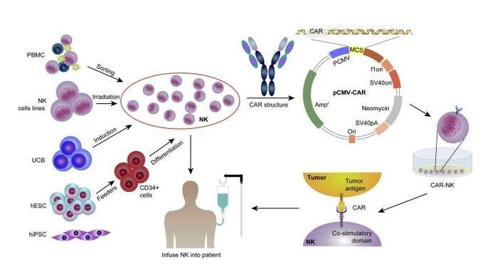 CAR-NK治疗流程