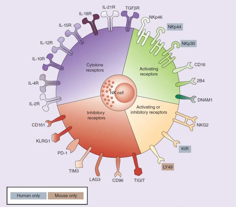 NK细胞的靶点