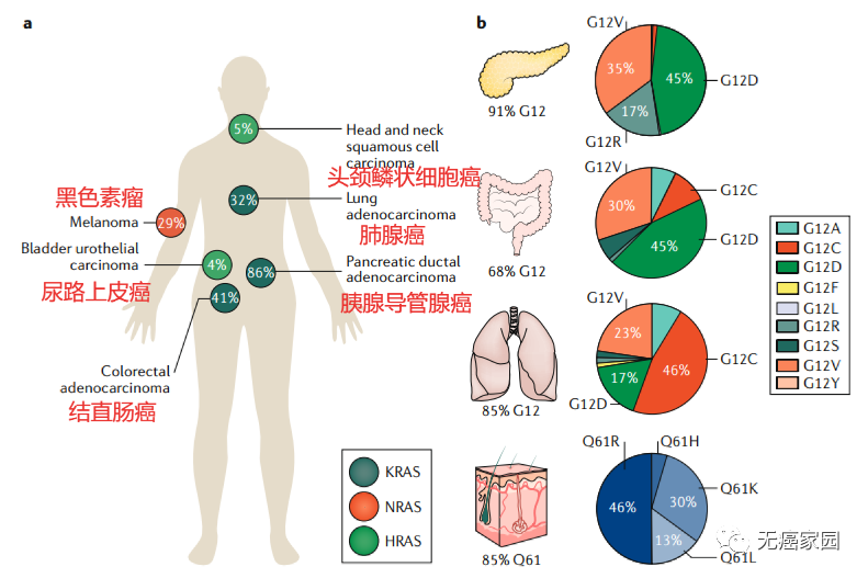 向最难攻克的KRAS靶点宣战,国产抗癌药D-1553首次亮相AACR,剑指晚期实