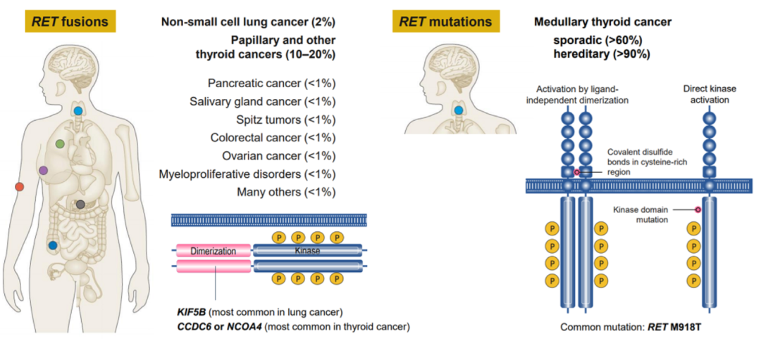 RET基因融合突变的概率