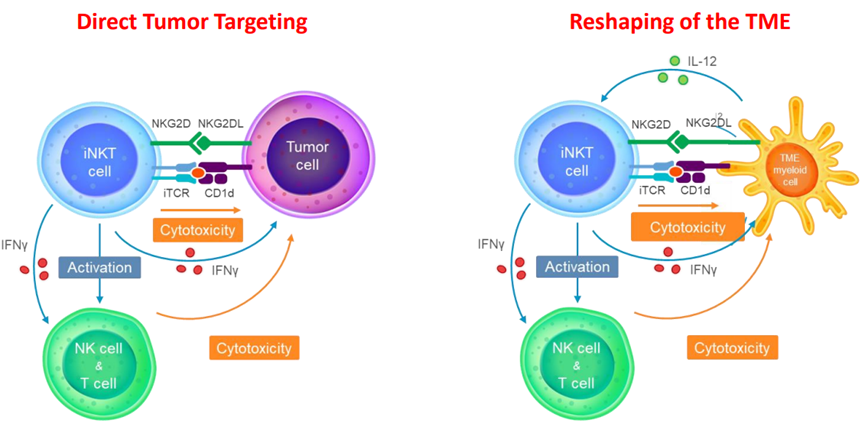 iNKT杀伤肿瘤的两条途径