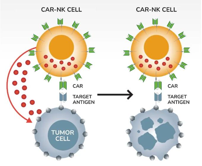 1年生存率翻倍,更便宜高效的CAR-NK疗法横空出世,暴击肺癌、胰腺癌、结直肠癌