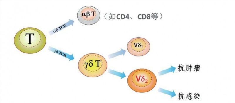 γδT细胞治疗