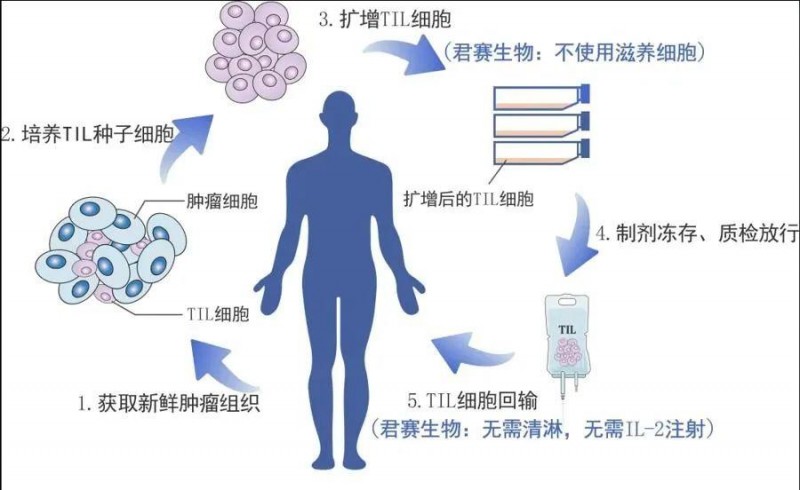 TIL细胞治疗流程图