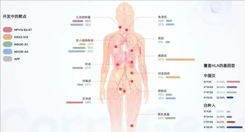 早期TCR-T产品覆盖的靶点及肿瘤适应证