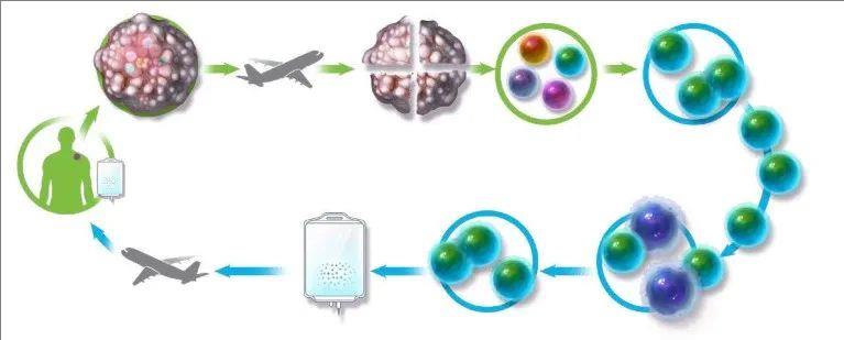 TIL细胞疗法治疗流程