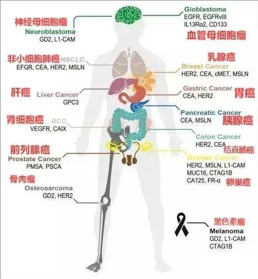 CAR-T治疗实体瘤的靶点