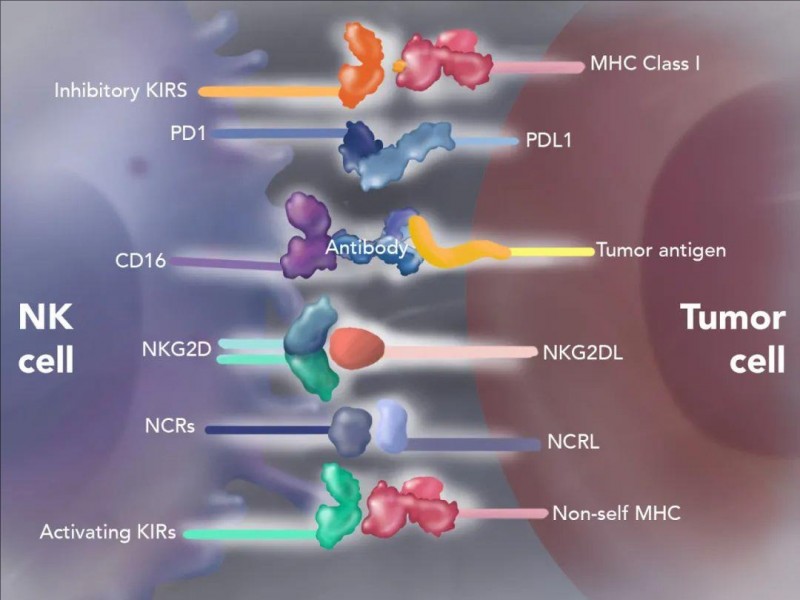 NK细胞治疗癌症的靶点
