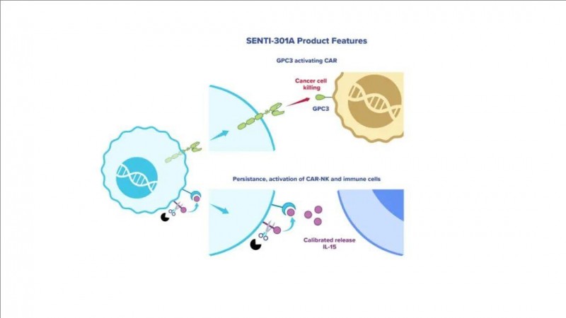 SN301A CAR-NK细胞疗法