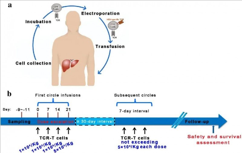 HBV-TCR-T细胞研究设计的工作流程和示意图