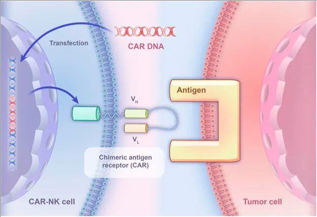 CAR-NK特异性结合肿瘤细胞的基本原理