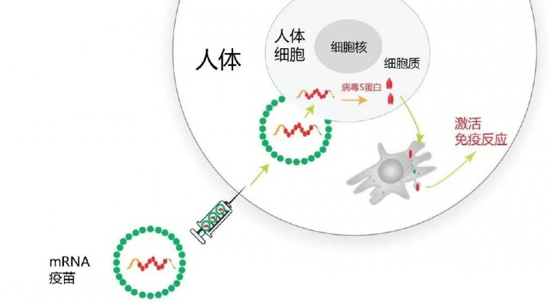 难治的稀有突变型就要用“特效药”!我国自主研发JMT-101再战非小细胞肺癌