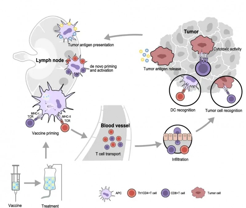 癌症疫苗重磅突破!从“通用型”到“私人订制”,这些新技术正在改写患者的结局