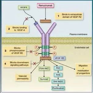 晚期肝癌靶向药Ramucirumab(雷莫卢单抗、Cyramza)获批