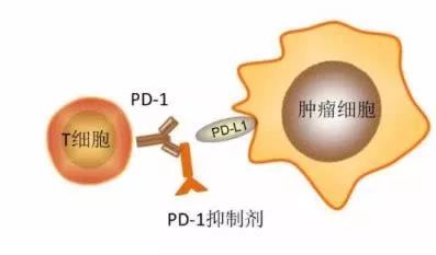 pd1抑制剂是怎么治疗癌症的