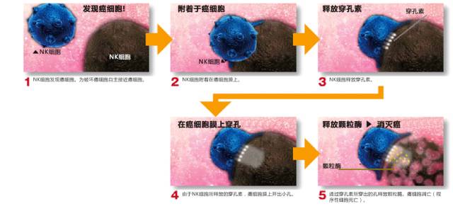 NK细胞对癌细胞的破坏机制