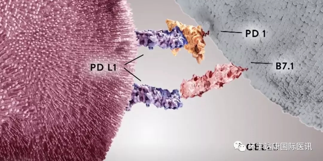 干货|国内上市的十大PD-1/L1用药信息大盘点(2021更新)
