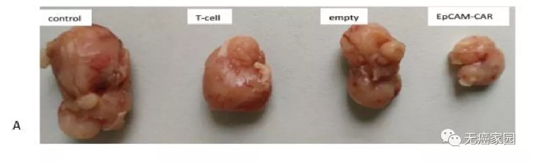 靶向EpCAM抗原的CAR-T治疗结直肠癌小鼠试验效果