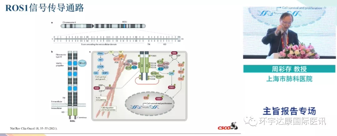 2021CSCO大会周彩存教授报告ROS1信号传导通路问题