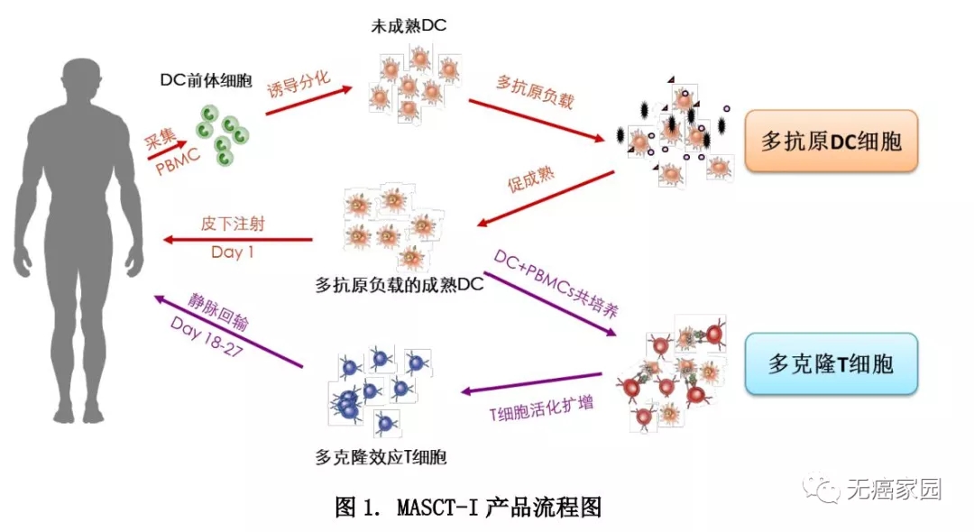 新型多抗原自体免疫细胞疗法MASCT-I治疗转移性膀胱尿路上皮癌临床试验招募正在