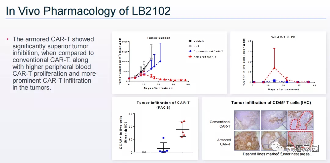 LB2102(红色)的体内动物实验结果