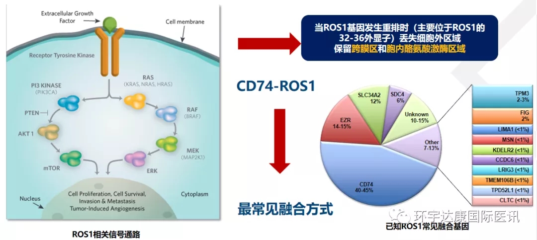 ROS1基因突变