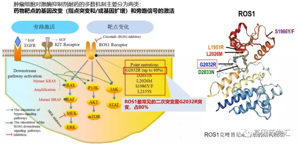 克唑替尼耐药后怎么治疗?12款新药打破僵局,为耐药患者保驾护航!