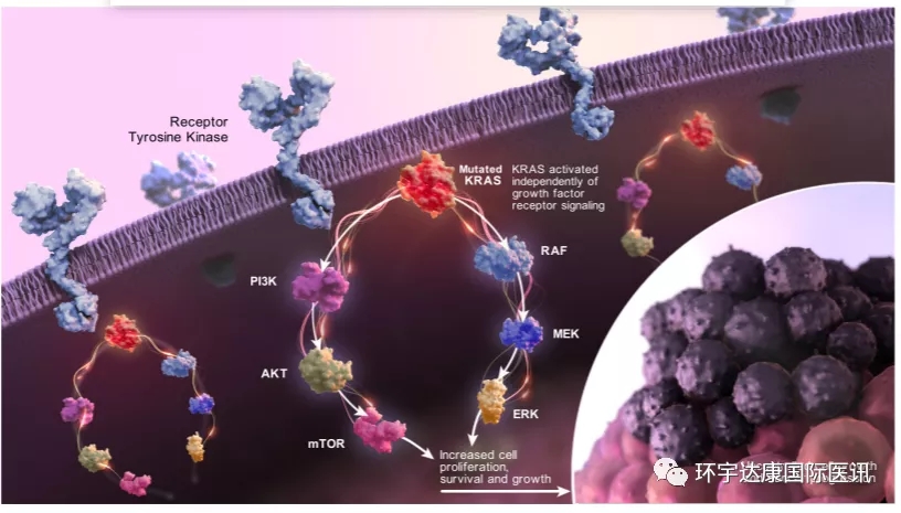 KRAS异常信号突变的KRAS活性不受控制