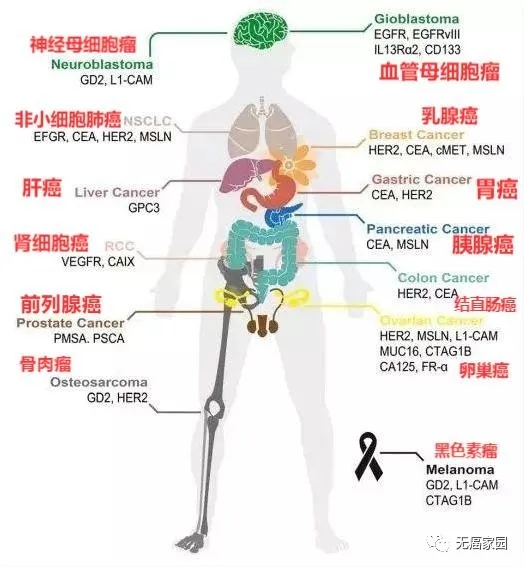 瞄准胰腺癌、肝癌、前列腺癌、甲状腺癌,国研改造的CAR-T技术终于发力了!