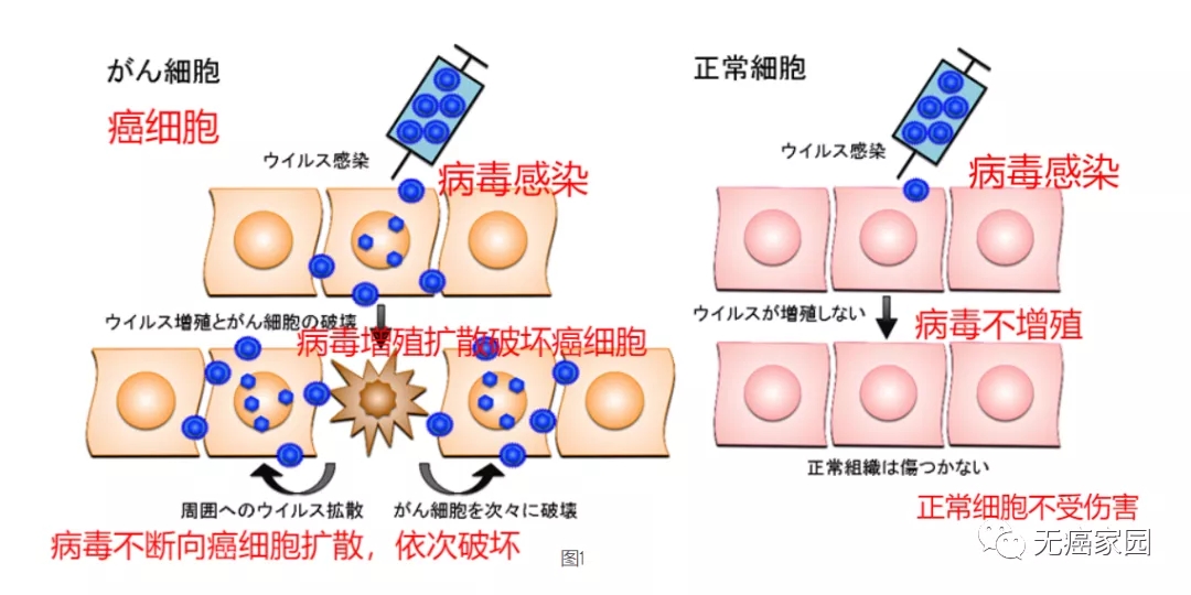 溶瘤病毒疗法