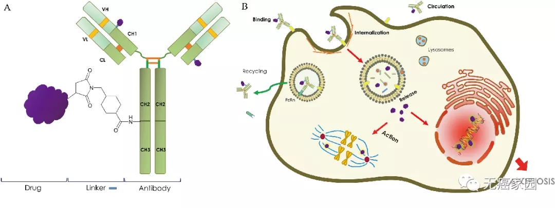 抗体偶联药物示意图