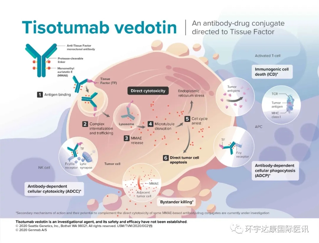 超半数患者客观缓解!FDA授予肺癌全新药物ABBV-399突破性疗法认定​