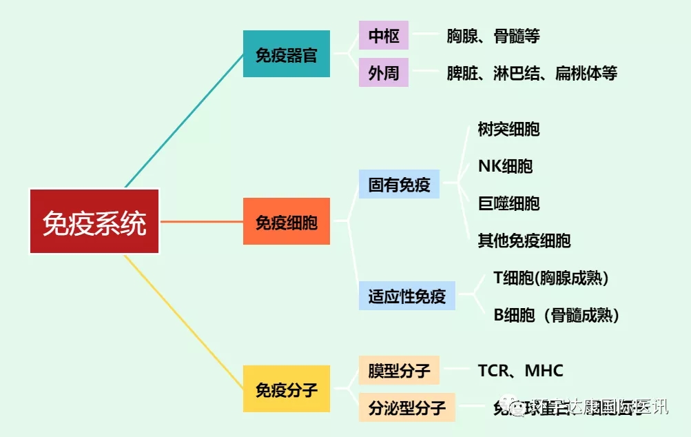 免疫力才是对抗癌症的利器!五大调节方式快收藏