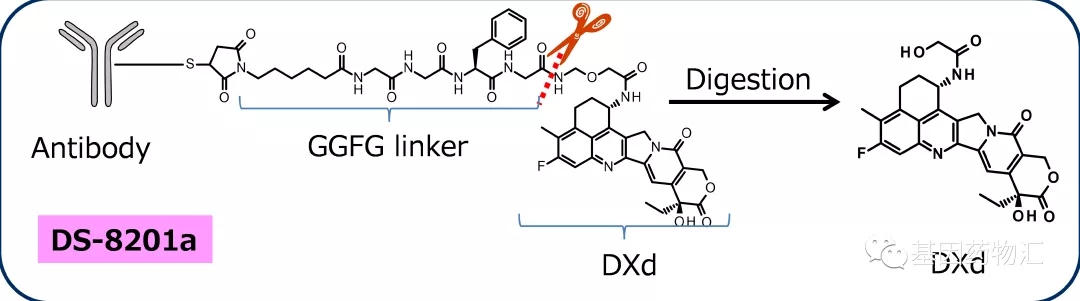 DS-8201分子结构