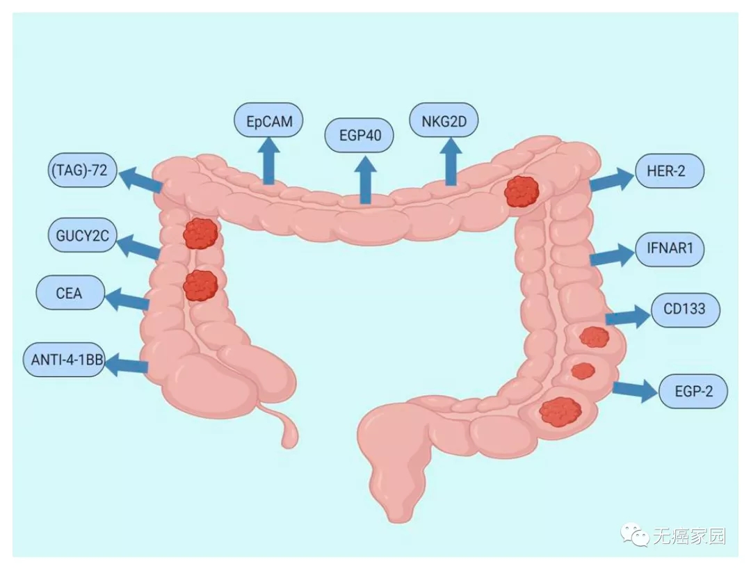 结直肠癌CAR-T疗法的靶点