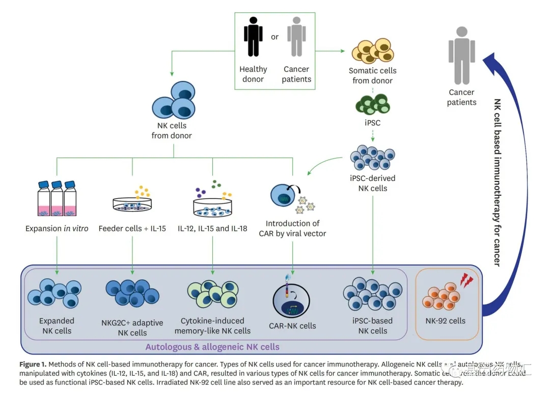 NK细胞疗法治疗流程