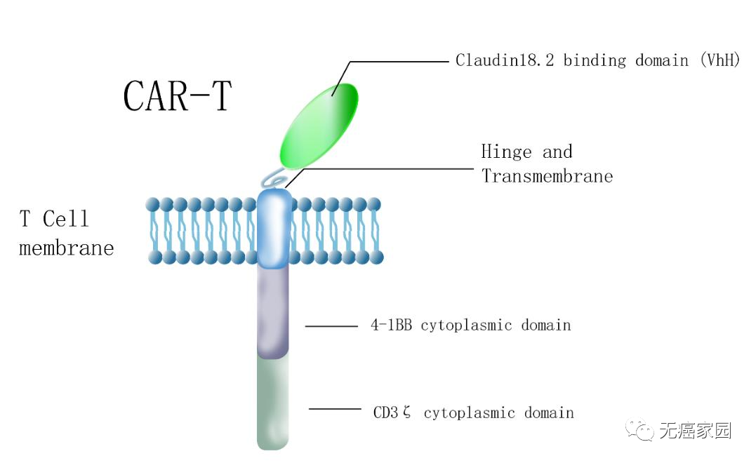CAR-T疗法LB1908结构图