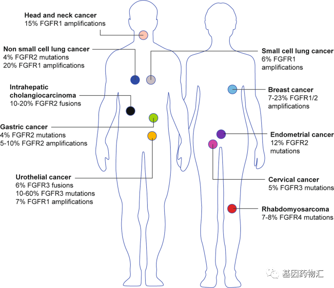 各癌种FGFR基因突变的概率