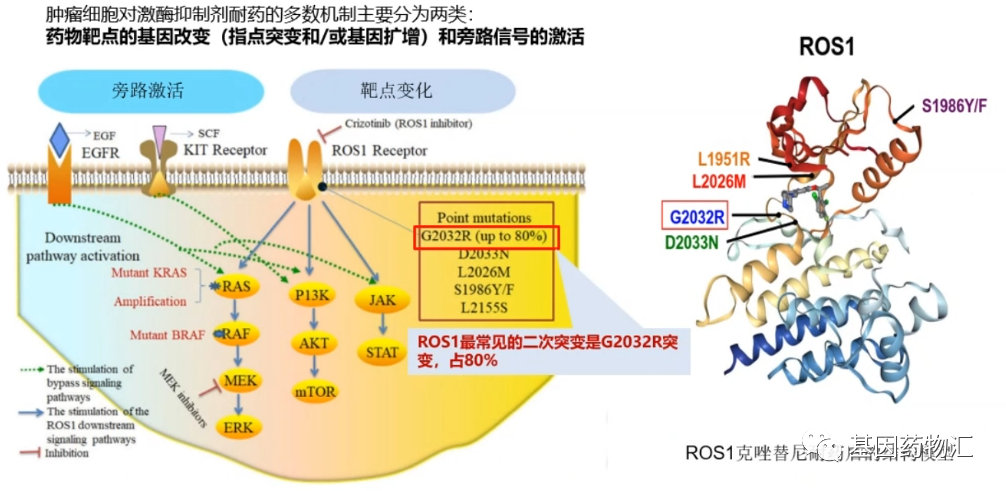 ROS1常见二次突变