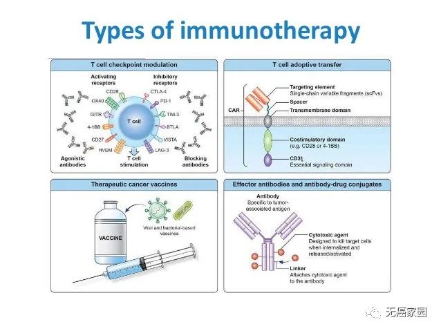 免疫治疗的类型