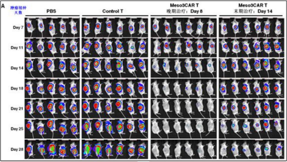 间皮素CAR-T疗法小鼠试验的效果
