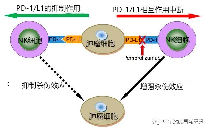 免疫王炸组合!NK细胞联合PD-1治疗让非小细胞肺癌生存期翻倍