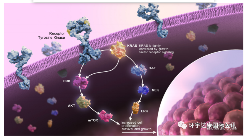 细胞生长和存活的关键调节因子KRAS信号