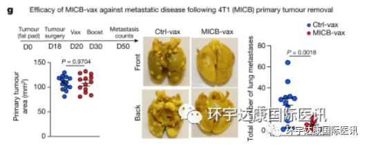 注射疫苗的小鼠肿瘤体积明显缩小