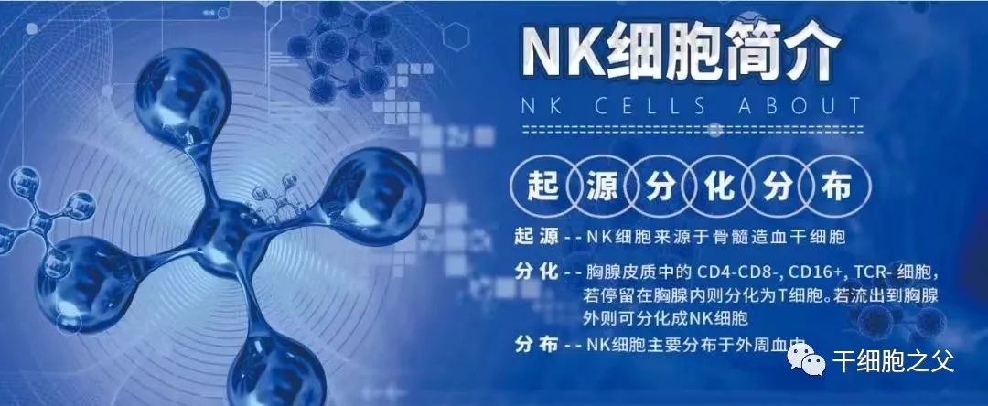 NK细胞简介