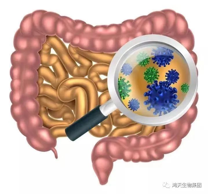 癌症治疗:肠道菌群与免疫功能、抗肿瘤放化疗