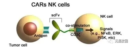 强上更强!给NK细胞装上"弹头",CAR-NK直击胰腺癌、肺