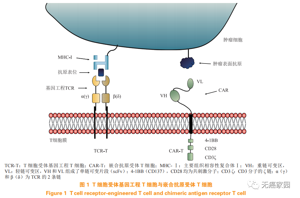 TCR-T和CAR-T细胞