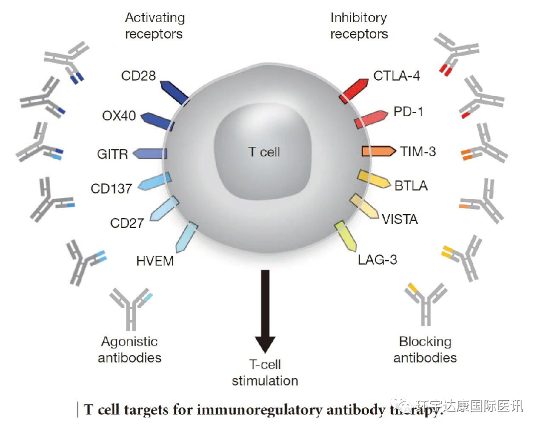 免疫治疗的靶点